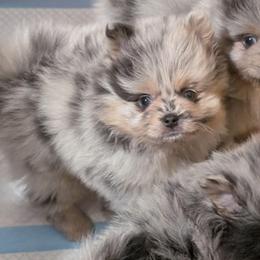 Milky - Blue merle female Pomeranian puppy in Danielsville, Georgia from PassionatePomPoms