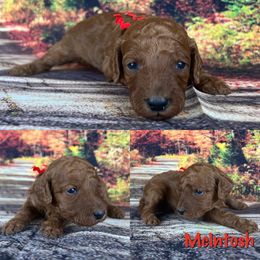 Braeburn - Red  Poodle puppy in Swansboro, North Carolina from Monarch Standard Poodles