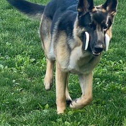 German Shepherd All Grown Up from Karen Nelson's German Shepherds