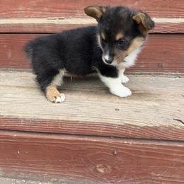 IceMan - Fawn male Pembroke Welsh Corgi puppy in Berryville, Arkansas from Hunnicutt Ranch