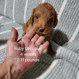 Black collar Ruby - Apricot female Goldendoodle puppy in Fairmount, Indiana from Capens' Doodles,Poodles and Poo's