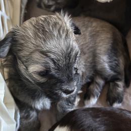 Sable male - Gold sable male Havanese puppy in East Lansing, Michigan from VanCort's Happy Havanese