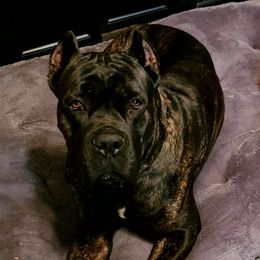 Envy - Cane Corso