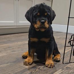 Red girl - Black and mahogany female Rottweiler puppy in Lake City, Florida from Haus Der Wut Kennels