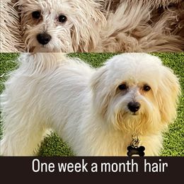 Maltipoo Puppies from Maltipoo_vegas