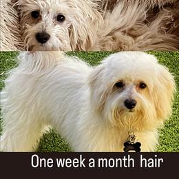 Maltipoo Puppies from Maltipoo_vegas