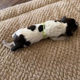 Wirehaired Pointing Griffon Puppies from Idleista Grand Chasseur