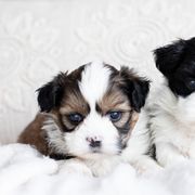 Maltipoo, Shichon, and Shihpoo Puppies from Timbercreek Puppies