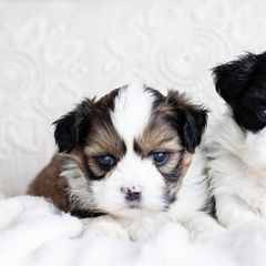 Maltipoo, Shichon, and Shihpoo Puppies from Timbercreek Puppies