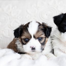 Maltipoo, Shichon, and Shihpoo Puppies from Timbercreek Puppies