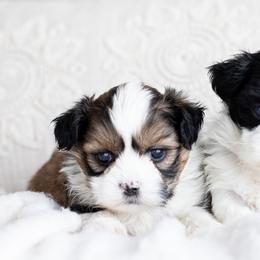 Maltipoo, Shichon, and Shihpoo Puppies from Timbercreek Puppies