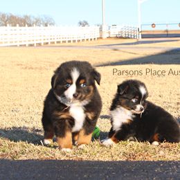 Miniature Australian Shepherd Puppies from Parsons Place Aussies
