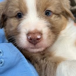 Boy 1 - male Australian Shepherd puppy in Eustace, Texas from PCG Farms