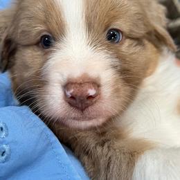 Boy 1 - male Australian Shepherd puppy in Eustace, Texas from PCG Farms