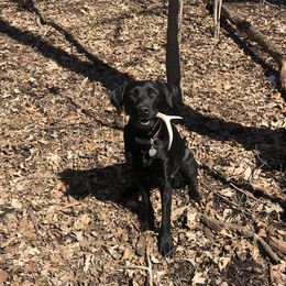 Rudder - Labrador Retriever