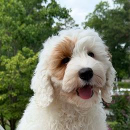 Maine - Chalk male Australian Labradoodle puppy in Washington, North Carolina from Pamlico Labradoodles