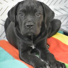 American Corgi, Cane Corso, Pembroke Welsh Corgi, and Rhodesian Ridgeback Puppies from Diamondcrest Inc