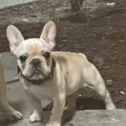 French Bulldog and Labrador Retriever Puppies from Desiree Ortiz's French Bull Dogs and Labrador Retrievers