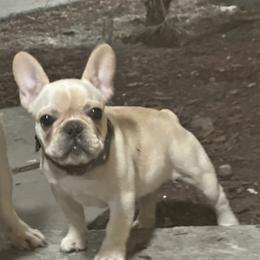 French Bulldog and Labrador Retriever Puppies from Desiree Ortiz's French Bull Dogs and Labrador Retrievers