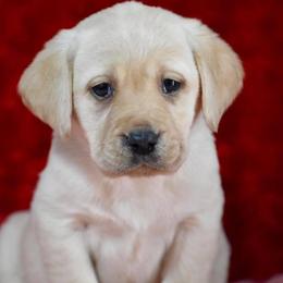 French Bulldog, Golden Retriever, and Labrador Retriever Puppies from Trigger Time Kennels