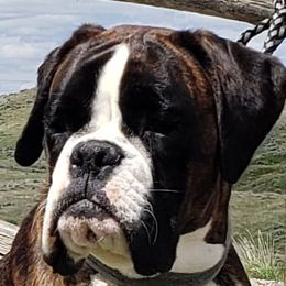 Chaldykri - Boxer