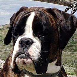 Chaldykri - Boxer