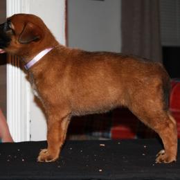 Belgian Malinois Puppies from Pyrex Kennels