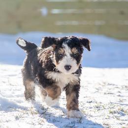 Bernedoodles from Stillwater Bernedoodles