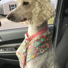 Aussiedoodles, Bernedoodles, Goldendoodles, and Poodles from Scott’s Farm Poodles and Doodles