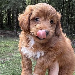 Ashley Labor Day sale - Red tri-color female Aussiedoodle puppy in Allardt, Tennessee from Hearth&Hound Doodles