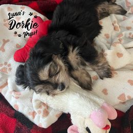 Companion Cross Puppies from Luna's Dorkie Pups