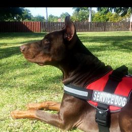Zander - Doberman Pinscher