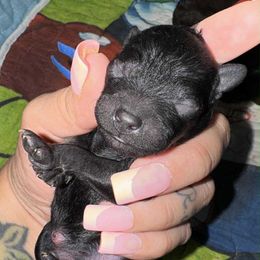 Ravenclaw (Mr. Lockhart) - Black male Poodle puppy in Maricopa County, Arizona from Romano Juarez Puppies