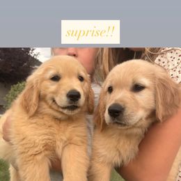 Goldendoodle and Golden Retriever Puppies from Golden Haven Doodles