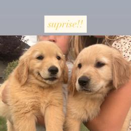 Goldendoodle and Golden Retriever Puppies from Golden Haven Doodles