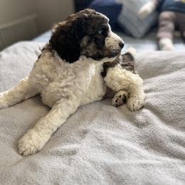 Bernedoodle, Cockapoo, and Goldendoodle Puppies from Avery Doodle Day LLC