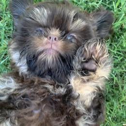 Shih Tzu Puppies from Mosley Kennel Shih Tzu