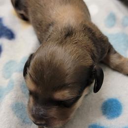 Dachshund Puppies from CLARK'S BREEDING PROGRAM