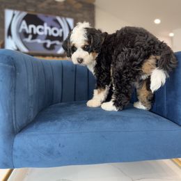 Bernedoodles, Cavapoos, Goldendoodles, Poodles, and Yorkipoos from Anchor Dogs