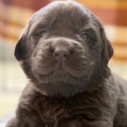 Rosie Yellow Female - Brown female Newfoundland puppy in Pottstown, Pennsylvania from Latin of Course Newfoundlands