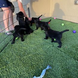 Assorted Doodle Crosses Puppies from Golden Mountain Doodles