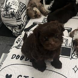 Chocolate White Markings Male - Chocolate male Havanese puppy in Monahans, Texas from Homeward Havanese, LLC