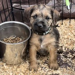 Border Terrier Puppies from Silli's Border Terriers