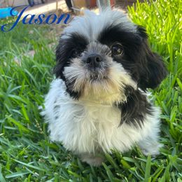 Jason - Black and white male Shih Tzu puppy in Hemet, California from Aloha Shih Tzu