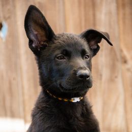 Boy 3 - German Shepherd puppy in Tamiami, Florida from Vom MontHaus