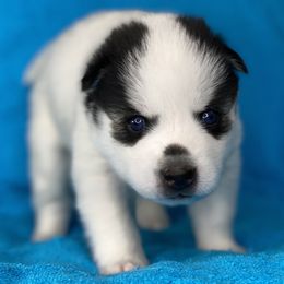 Pomsky Puppies from Brent Bauer