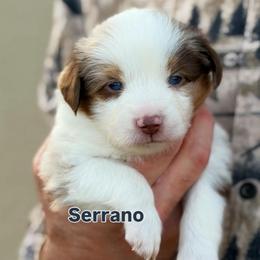 Serrano - Red merle male Toy Australian Shepherd puppy in Riverton, Utah from Iron Spirit Homestead & Aussies
