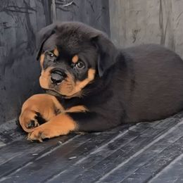 Boy 6 - Black and mahogany male Rottweiler puppy in Holts Summit, Missouri from Hurleyhaus Rottweilers