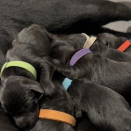 Cavalier King Charles Spaniel and Labrador Retriever Puppies from Ozatonka British Labs