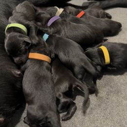 Cavalier King Charles Spaniel and Labrador Retriever Puppies from Ozatonka British Labs